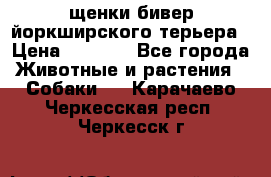 щенки бивер йоркширского терьера › Цена ­ 8 000 - Все города Животные и растения » Собаки   . Карачаево-Черкесская респ.,Черкесск г.